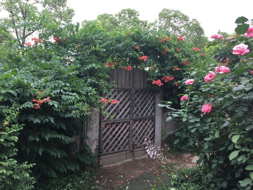 小花门花艺工程 融合艺术与自然的空间装饰美学