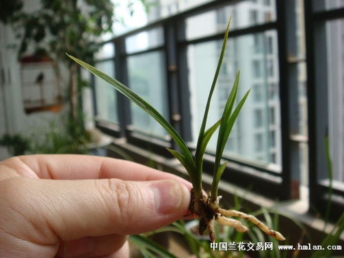 精品矮种鳞生体水晶高赌花艺 下山草景观工程的设计与施工艺术